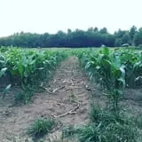 McKenzie Farm photo