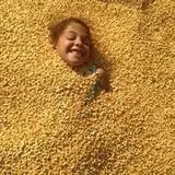 Green Acres Corn Maze photo