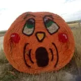 Green Acres Corn Maze photo
