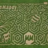 Green Acres Corn Maze photo