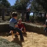 Green Acres Corn Maze photo