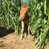 Green Acres Corn Maze photo