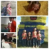 Green Acres Corn Maze photo