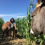 Green Acres Corn Maze photo