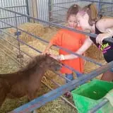 Green Acres Corn Maze photo