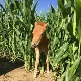Green Acres Corn Maze photo