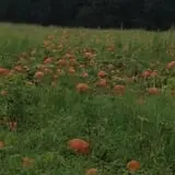 Naylor Family Farm & Giant Corn Maze photo