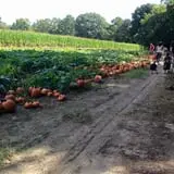 Naylor Family Farm & Giant Corn Maze photo