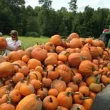 Naylor Family Farm & Giant Corn Maze photo