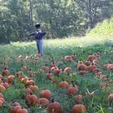 Naylor Family Farm & Giant Corn Maze photo