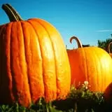 Naylor Family Farm & Giant Corn Maze photo