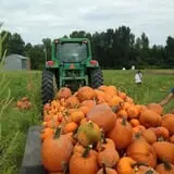 Naylor Family Farm & Giant Corn Maze photo