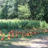 Naylor Family Farm & Giant Corn Maze photo