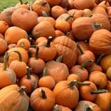 Naylor Family Farm & Giant Corn Maze photo