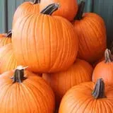 Naylor Family Farm & Giant Corn Maze photo
