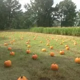 Naylor Family Farm & Giant Corn Maze photo