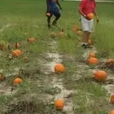 Naylor Family Farm & Giant Corn Maze photo