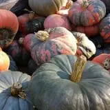 Countryside Farm photo