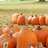 Countryside Farm photo