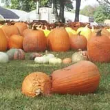 Countryside Farm photo