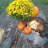Countryside Farm photo