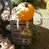 Countryside Farm photo