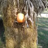 Countryside Farm photo