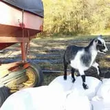Countryside Farm photo