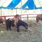 Countryside Farm photo