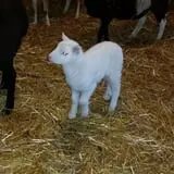 Countryside Farm photo
