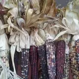 Countryside Farm photo