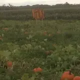 Lenny Bruno Farms Fall Festival photo