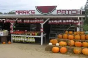 Mark's Melon Patch