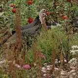 Sweet Berry Farm photo
