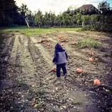 Sweet Berry Farm photo