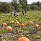 Sweet Berry Farm photo