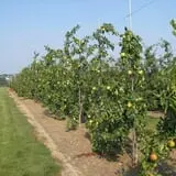 Sweet Berry Farm photo