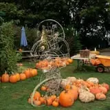 Sweet Berry Farm photo