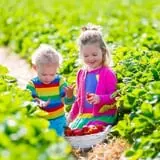 Sweet Berry Farm photo