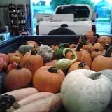 Lambert Melons photo