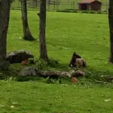 Action Wildlife photo