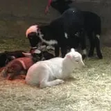 Action Wildlife photo