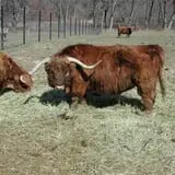 Action Wildlife photo