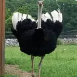 Action Wildlife photo