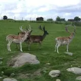 Action Wildlife photo