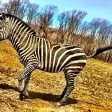 Action Wildlife photo