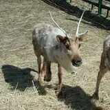 Action Wildlife photo
