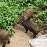 Action Wildlife photo