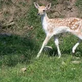 Action Wildlife photo