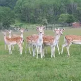 Action Wildlife photo